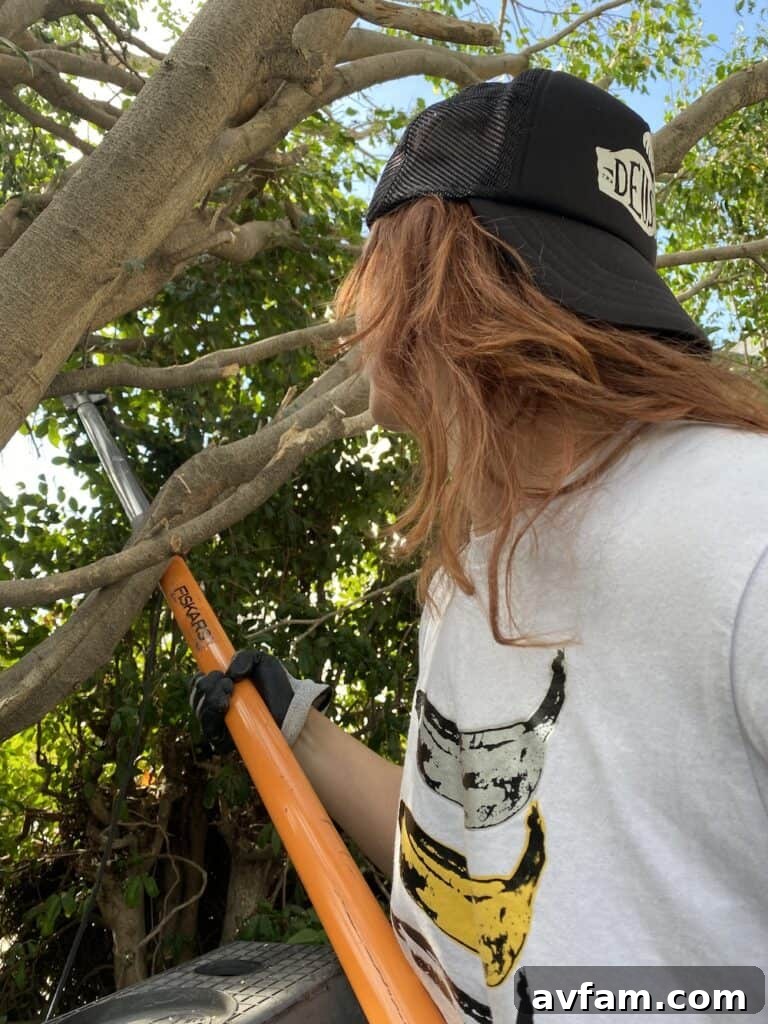 Home Tree Care Solutions DIY Tree Pruning with Pole Saw