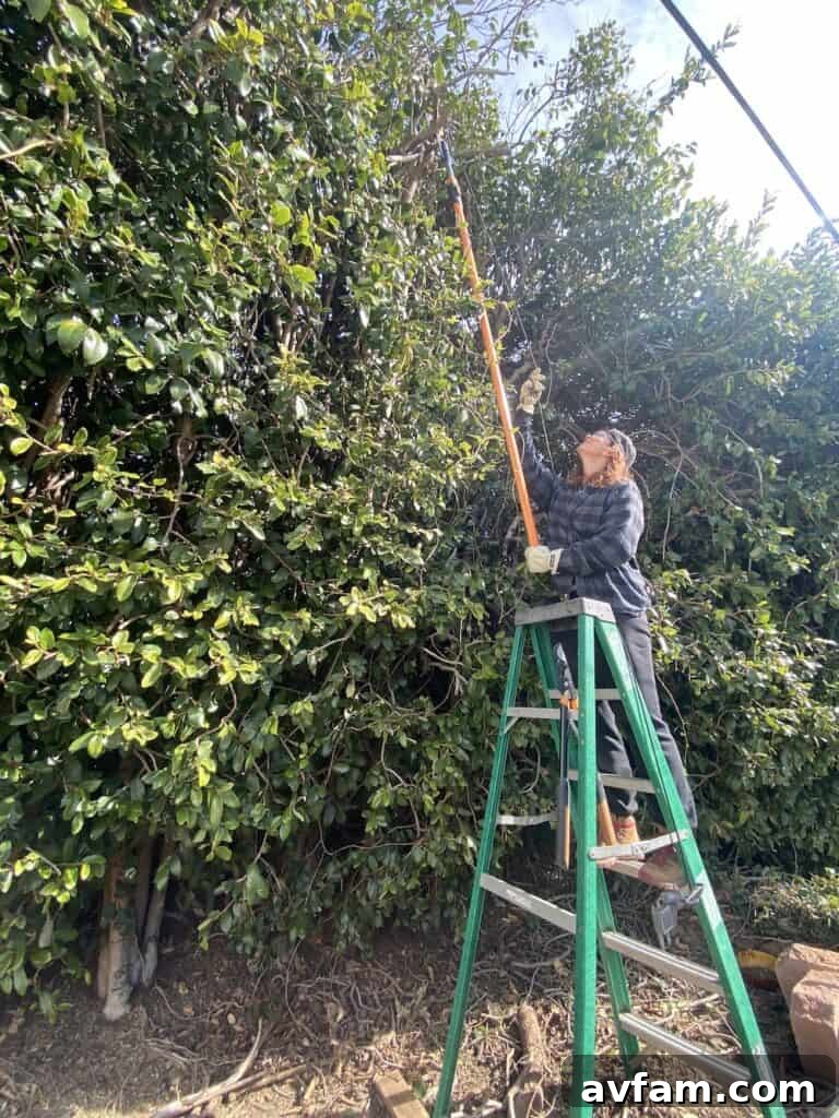 Preventing Ficus Root Overgrowth Managing Ficus Roots with Regular Trimming