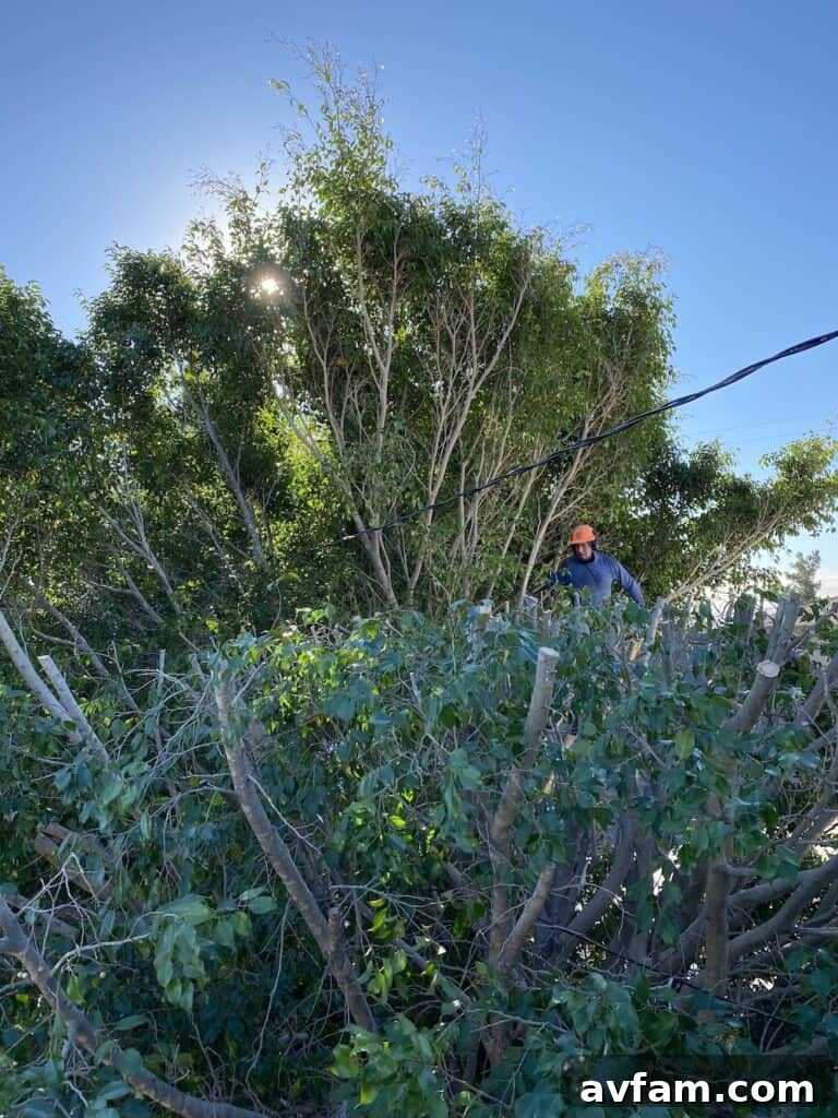 Maintaining an Organized Garden Regular Tree Trimming for Yard Management