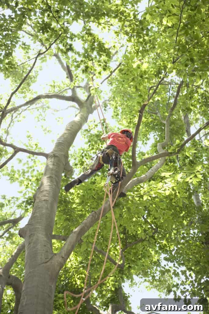 Promoting Tree Vitality Through Pruning Healthy Tree with Lush Canopy