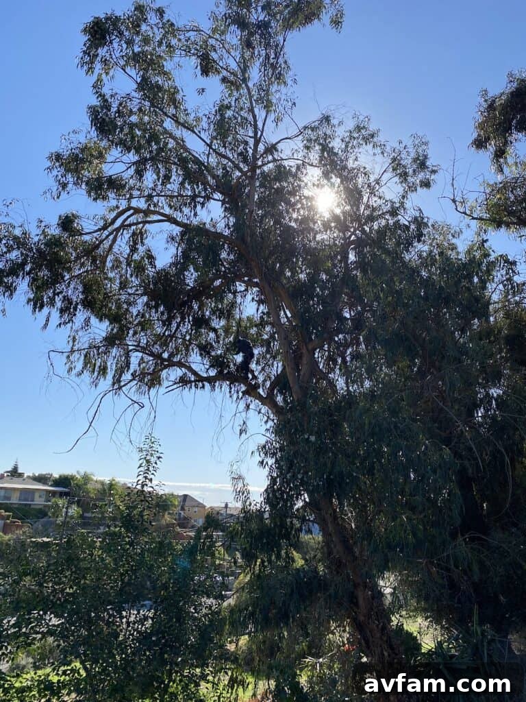 Managing Overgrown Eucalyptus Trees Eucalyptus Tree Trimming for Safety