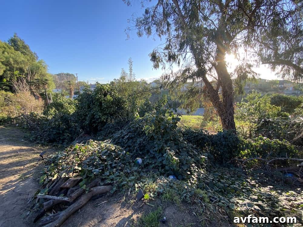 Professional Ivy and Tree Debris Clearing Ivy Removal from Old Fence Line