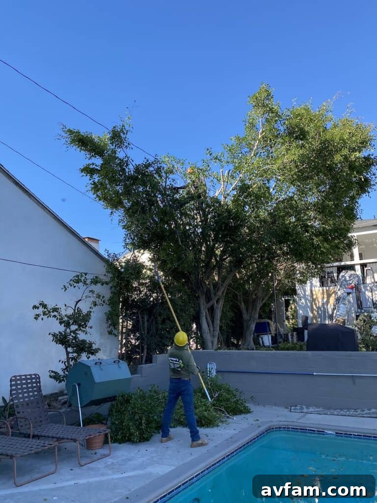 Expert Ficus Tree Pruning Ficus Tree Trimming for Root Management
