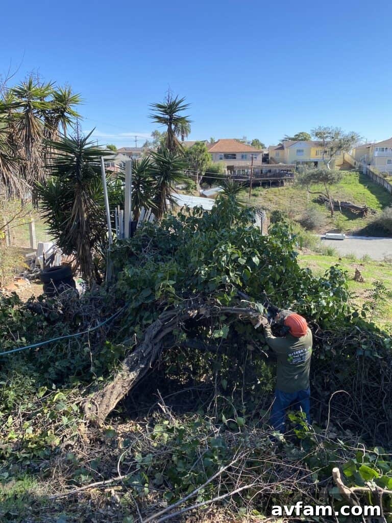 Efficient Tree Trimming Operations Professional Tree Service Crew at Work