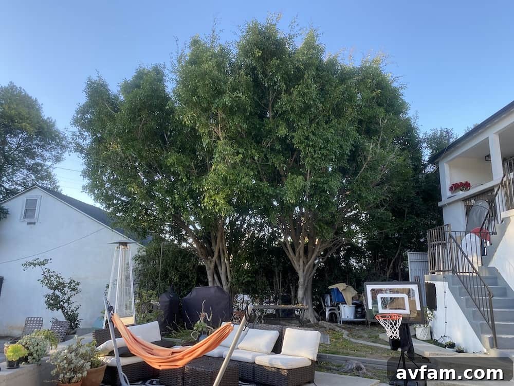 Ensuring Easy Access for Tree Services Clearing the Yard for Tree Maintenance