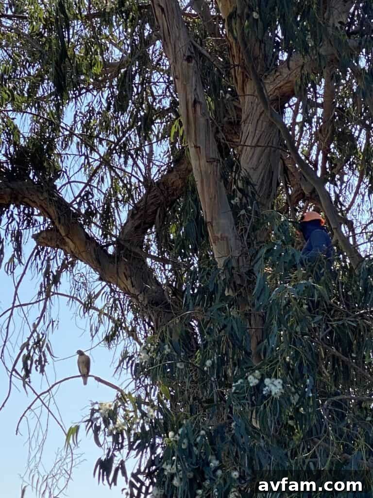 Arborist Climbing Gear Tree Climbing with Safety Harness