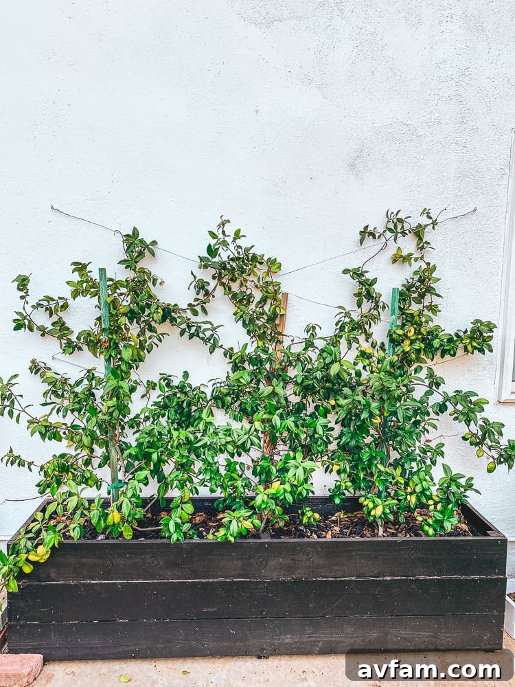Stylish DIY wire trellis guiding a climbing plant on a wall