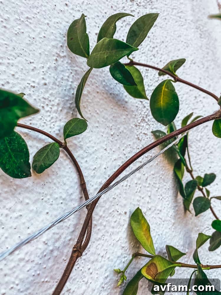 Jasmine plant thriving in a raised planter box against a wall