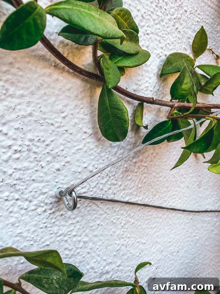 Installing screw eyes into a wall for a wire trellis