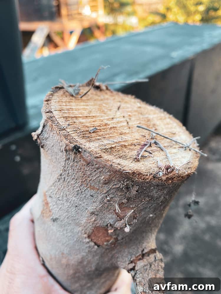 Close-up of a Christmas tree trunk