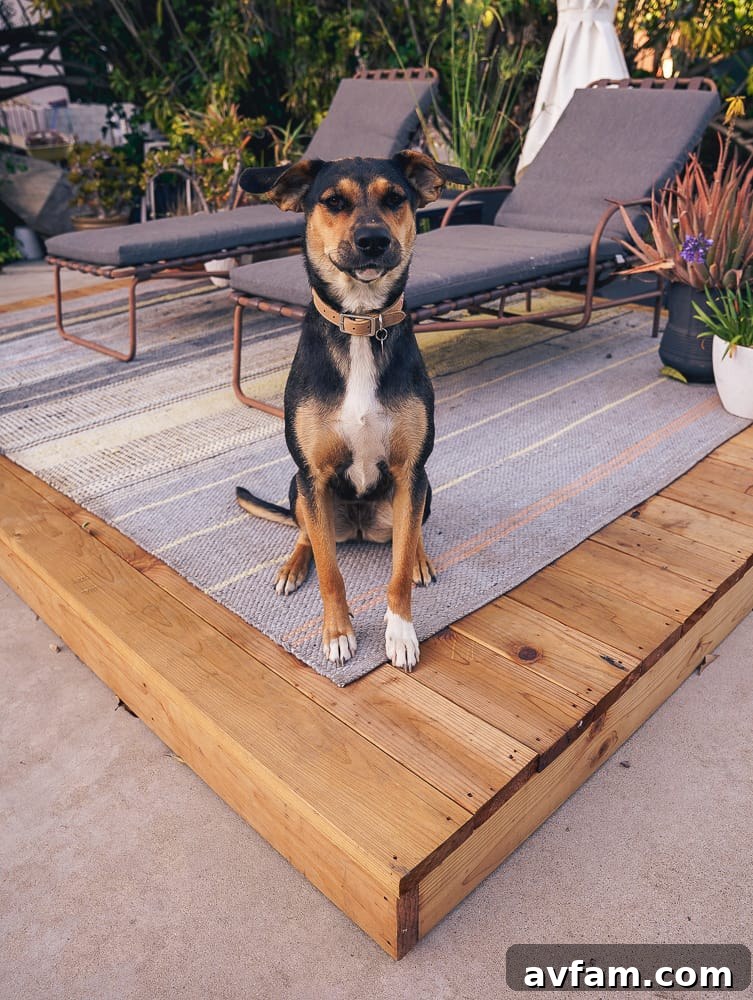 Dog playing on the deck