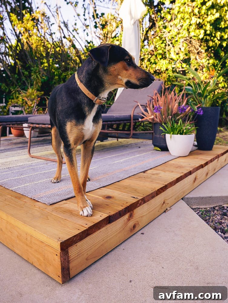 Dog looking out from the deck