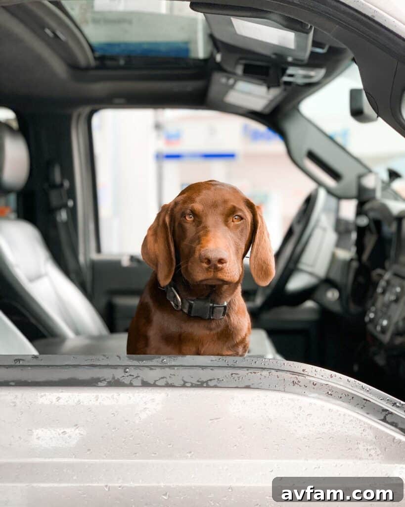 Gunner Kennel for truck travel Gunner Kennels secured in a truck bed, providing safe travel for hunting dogs.