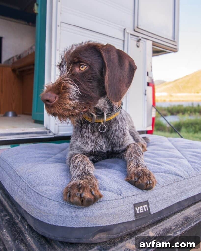YETI Trailhead Dog Bed A comfortable YETI Trailhead dog bed, designed for outdoor and indoor use, featuring a sturdy frame and soft sleeping surface.