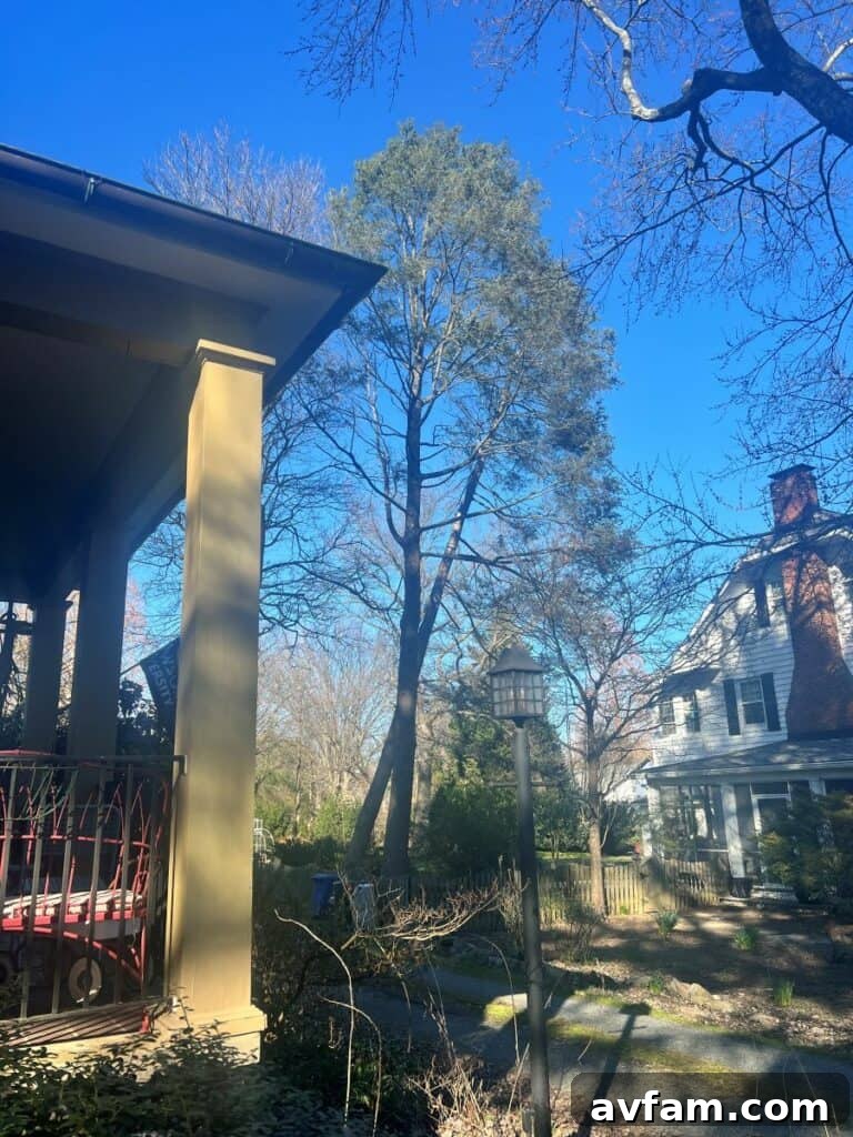 Leaning Pine Tree Threatens Home A tall, precarious pine tree visibly tilting towards a nearby residential house, highlighting an urgent tree removal situation.