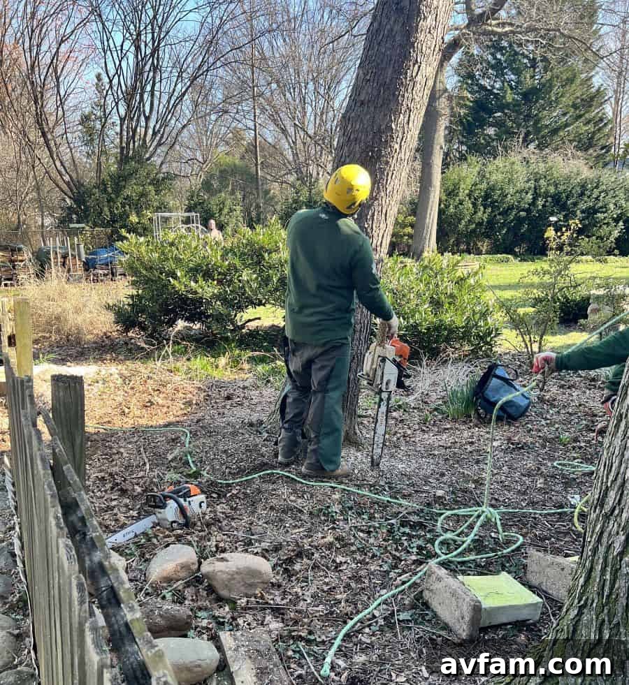 Tree Crew with Stihl Chainsaw A professional tree crew meticulously evaluating a tree, with a Stihl chainsaw prominently held, prior to felling.