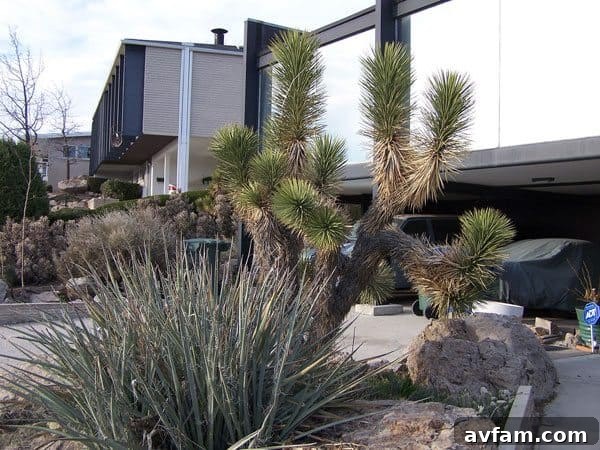 Dry, arid landscape with Joshua Trees, illustrating drought conditions and the need for water-wise gardening.