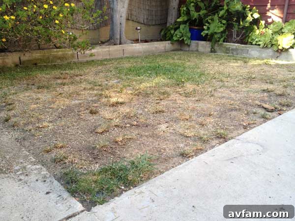 Dry, patchy lawn with dead spots and uneven grass, typical of a struggling backyard lawn affected by pet urine and general wear and tear, before artificial turf installation