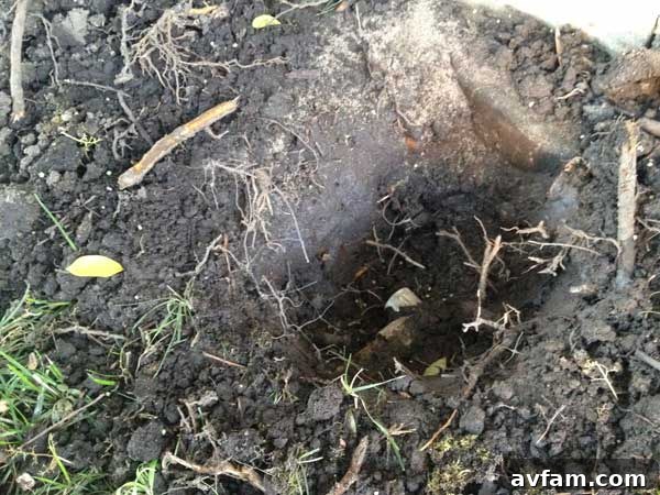 Digging Out Around Damaged Sprinkler Pipe and Roots Digging Out Around Damaged Sprinkler Pipe and Roots
