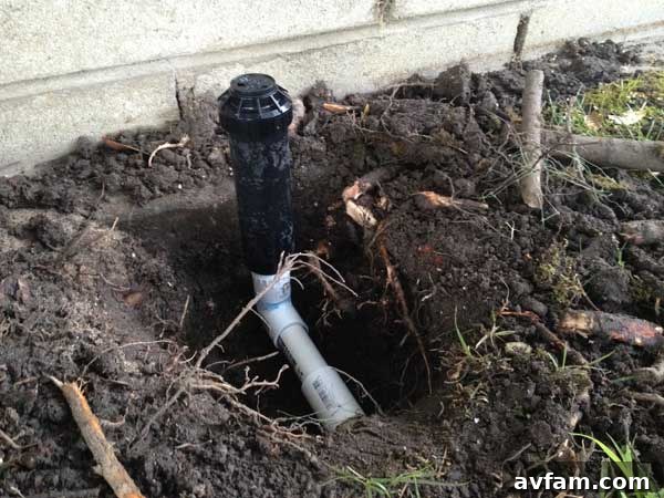 Newly Installed Rain Bird Sprinkler Head Newly Installed Rain Bird Sprinkler Head