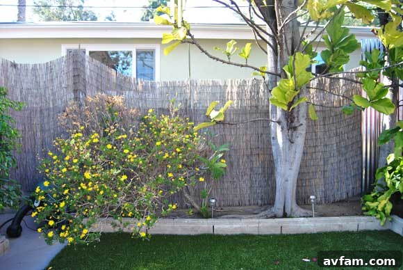 Current Backyard Privacy Situation Before photo of a backyard showing temporary bamboo screens, highlighting the urgent need for a permanent privacy fence