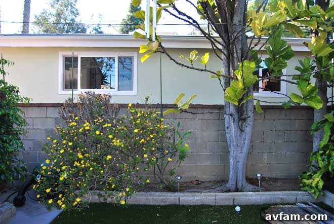 Backyard Before Privacy Fence Installation Before: Lack of Privacy in Backyard