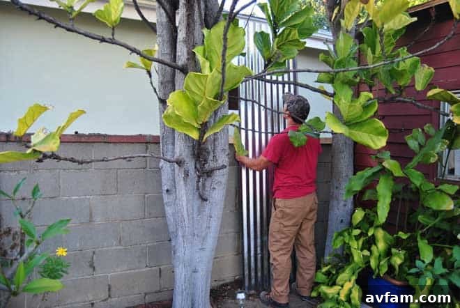 Corrugated Steel Fence Almost Complete Final Steps of Privacy Fence Installation