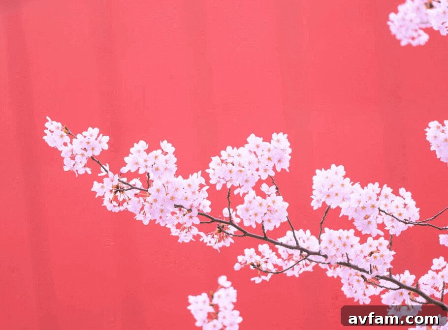 cherry blossom