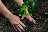 Soil and Soul: The Grounding Power of Gardening for Mental Well-being