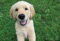 Safe Online Puppy Search for First-Time Pet Parents