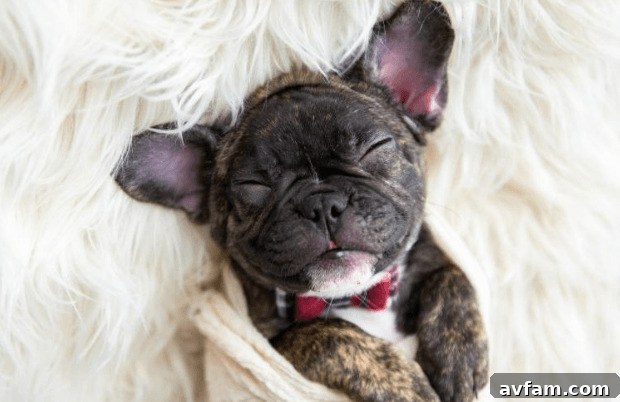 a cute puppy