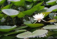 The Essential Guide to Choosing a Solar Pond Pump