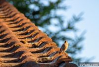 Roof Deck Issues: Expert Repairs and Solutions Guide