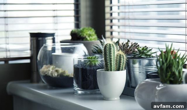 Biophilic Touchpoints - low maintenance plants