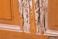 How to File a Claim for Improper Termite Treatment