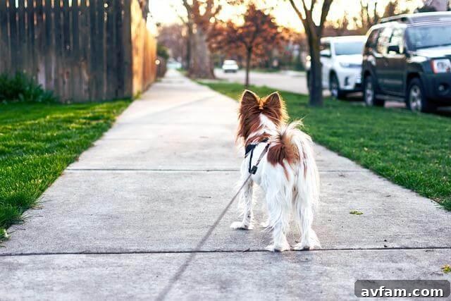 A small brown and white dog walks