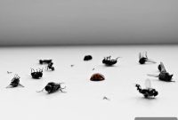 Pest Control Errors That Harm Your Home’s Structure and Value
