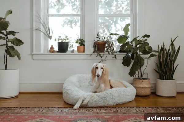 Senior dog relaxing in a comfortable dog bed by a